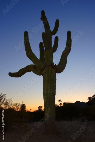 Large cactus on background of sunset sky