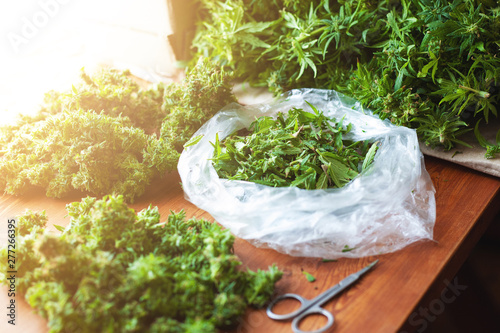 Billede på lærred trimming leaves and sorting cannabis buds after harvest, illegal trimmer works i