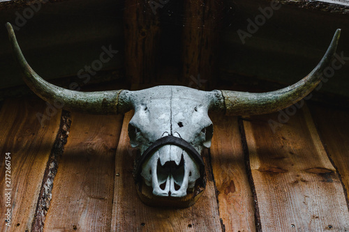 A bull's skull