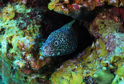 Spotted moray eel © Flicketti