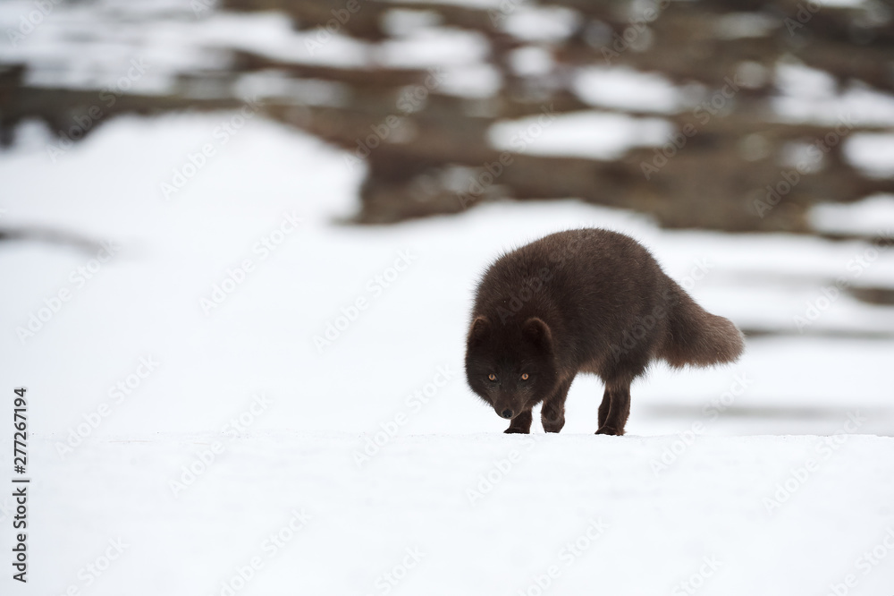 Beautiful blue arctic fox (Alopex lagopus) in the snow. Beautiful blue arctic fox (Alopex lagopus) in the snow.