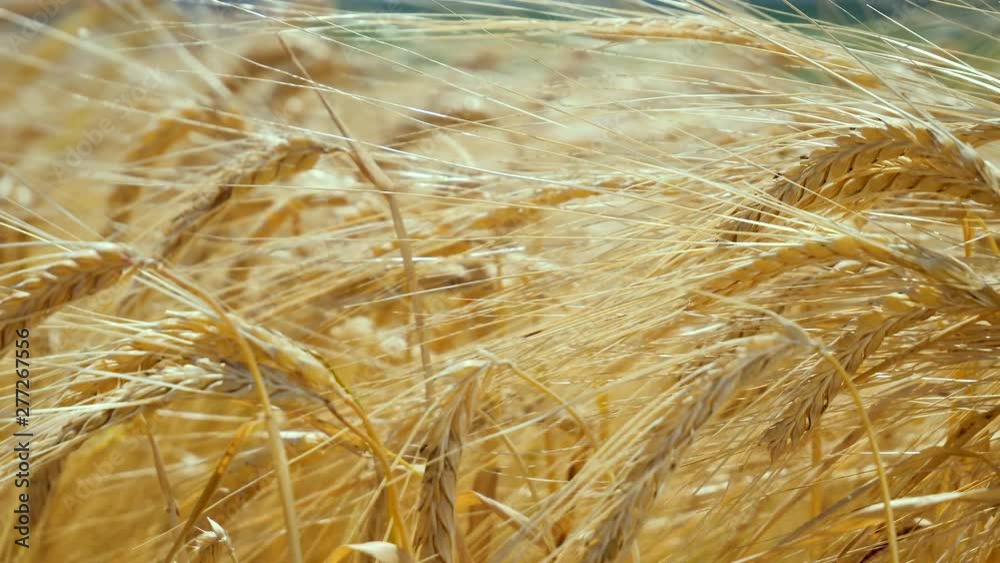 Rye spikelets in a field in summer Rye spikelets in a field in summer