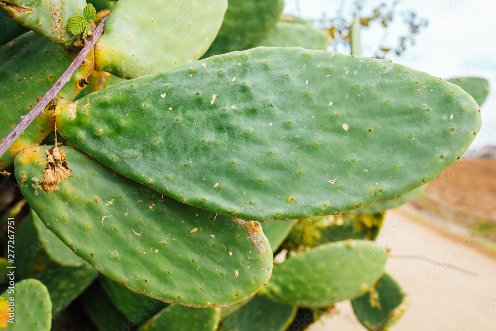 Tropical Cactus plant or tree with leaves. Green cactus leaves. Barbary fig (opuntia ficus indica) or prickly pear cactus plants. Tropical Cactus plant or tree with leaves. Green cactus leaves. Barbary fig (opuntia ficus indica) or prickly pear cactus plants.