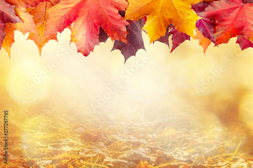 Beautiful golden autumn blurred background with a border of maple leaves