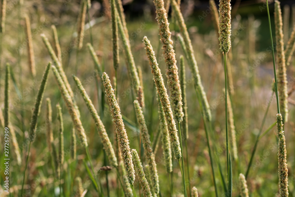Close up of grass in a field