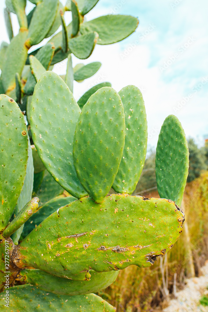 Tropical Cactus plant or tree with leaves. Green cactus leaves. Barbary fig (opuntia ficus indica) or prickly pear cactus plants. Tropical Cactus plant or tree with leaves. Green cactus leaves. Barbary fig (opuntia ficus indica) or prickly pear cactus plants.
