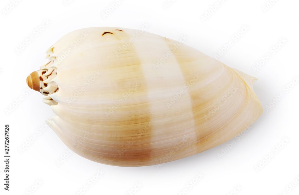 seashell isolated on white background, top view