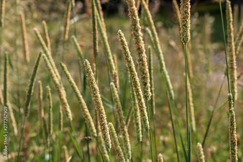 Close up of grass in a field