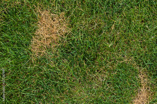 Dead brown spots in green grass
