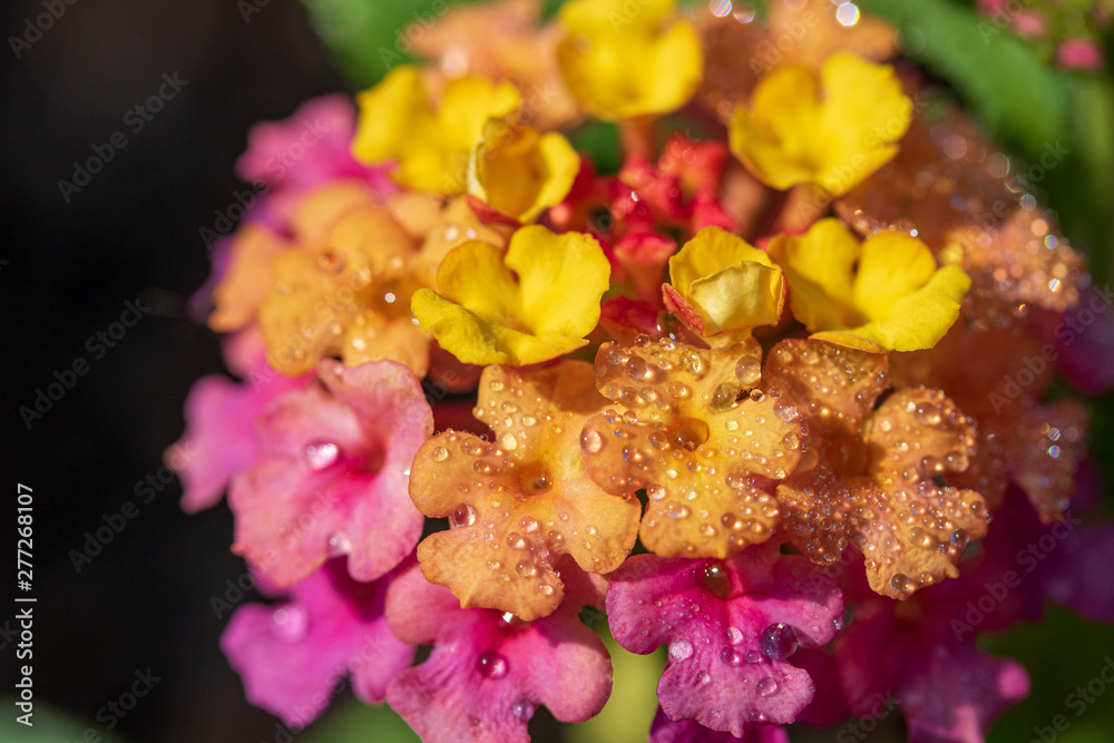 Close-up of morning dew on lantana flowers Close-up of morning dew on lantana flowers