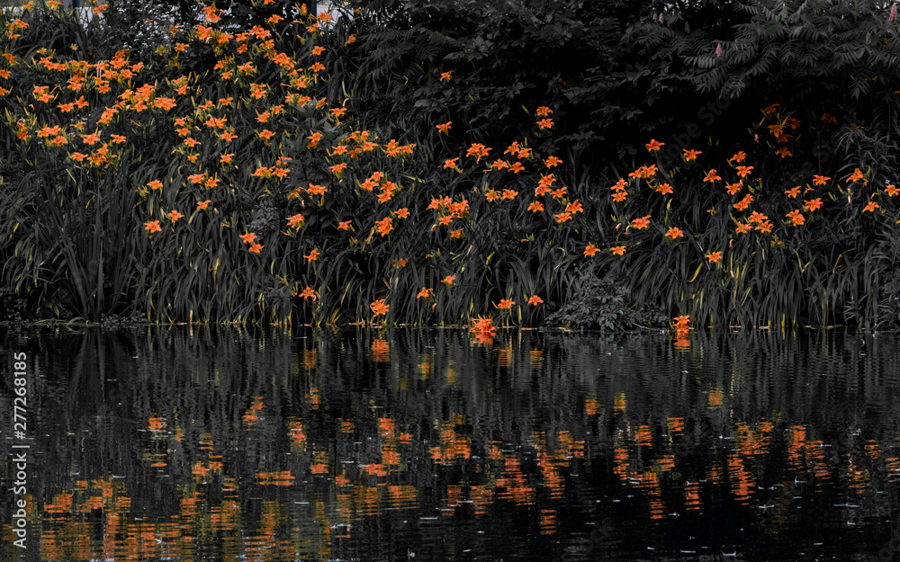 orange lilies with black and white background in water