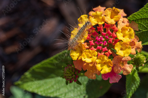 Fuzzy caterpillar on lantana flowers