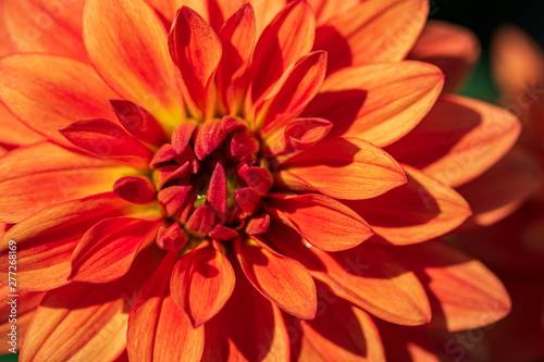 Close up of orange dahlia flower