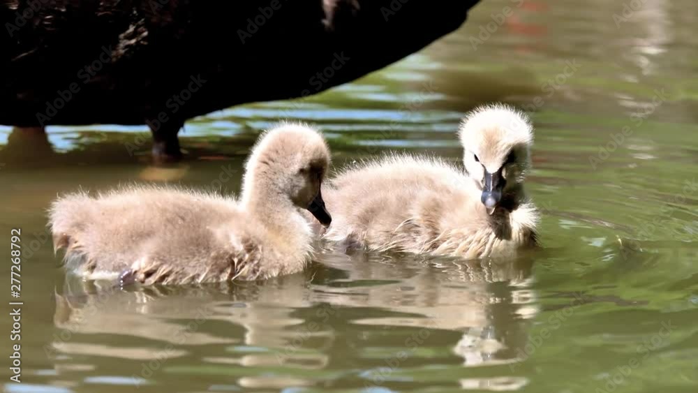 Baby black swans swimming in the lake, cute fluffy cygnets floating on the water, looking for food and cleaning itself, 4k footage, slow motion. Baby black swans swimming in the lake, cute fluffy cygnets floating on the water, looking for food and cleaning itself, 4k footage, slow motion.