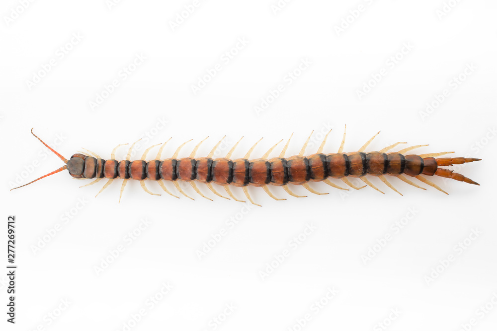Fototapeta premium Centipedes on white background. Chilopoda from nature.
