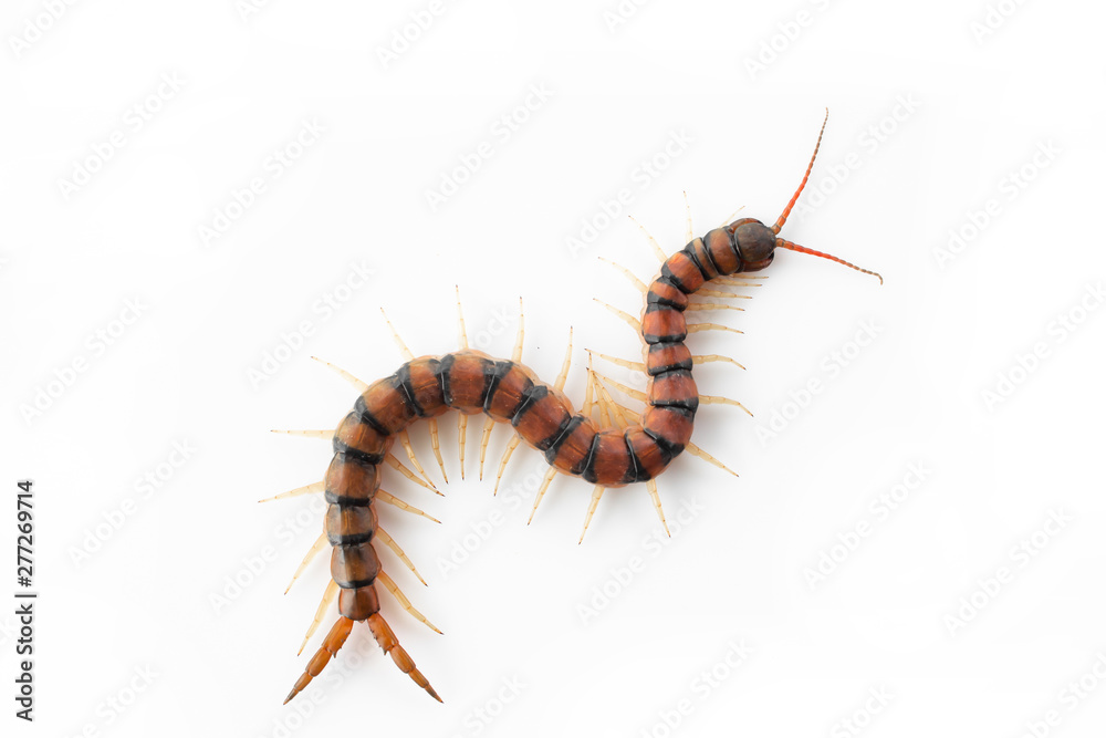 Fototapeta premium Centipedes on white background. Chilopoda from nature.