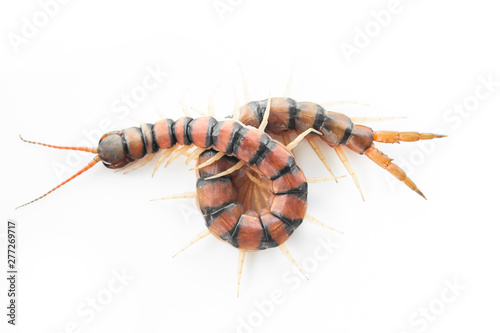 Centipedes on white background. Chilopoda from nature.