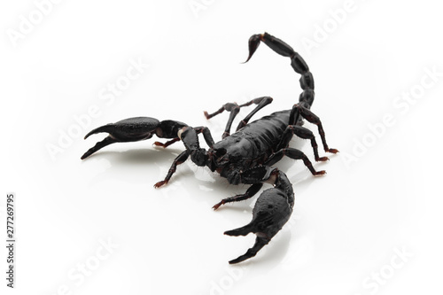 Scorpion on white background, poisonous sting at the end of its jointed tail, which it can hold curved over the back. Most kinds live in tropical and subtropical areas.