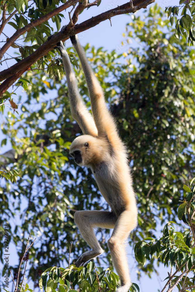 Female white handed Gibbon (Hylobatidae lar) hanging from a branch in a tree in Trang rovince, Thailand Female white handed Gibbon (Hylobatidae lar) hanging from a branch in a tree in Trang rovince, Thailand