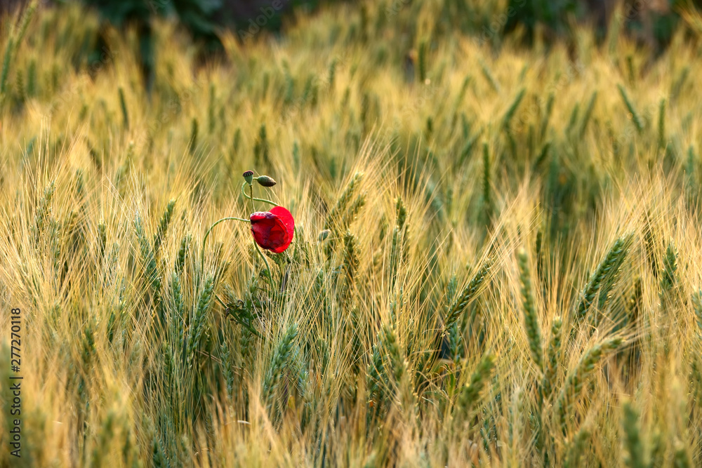 Fototapeta premium close up agricultural background image from shiny wheat field under sunlight