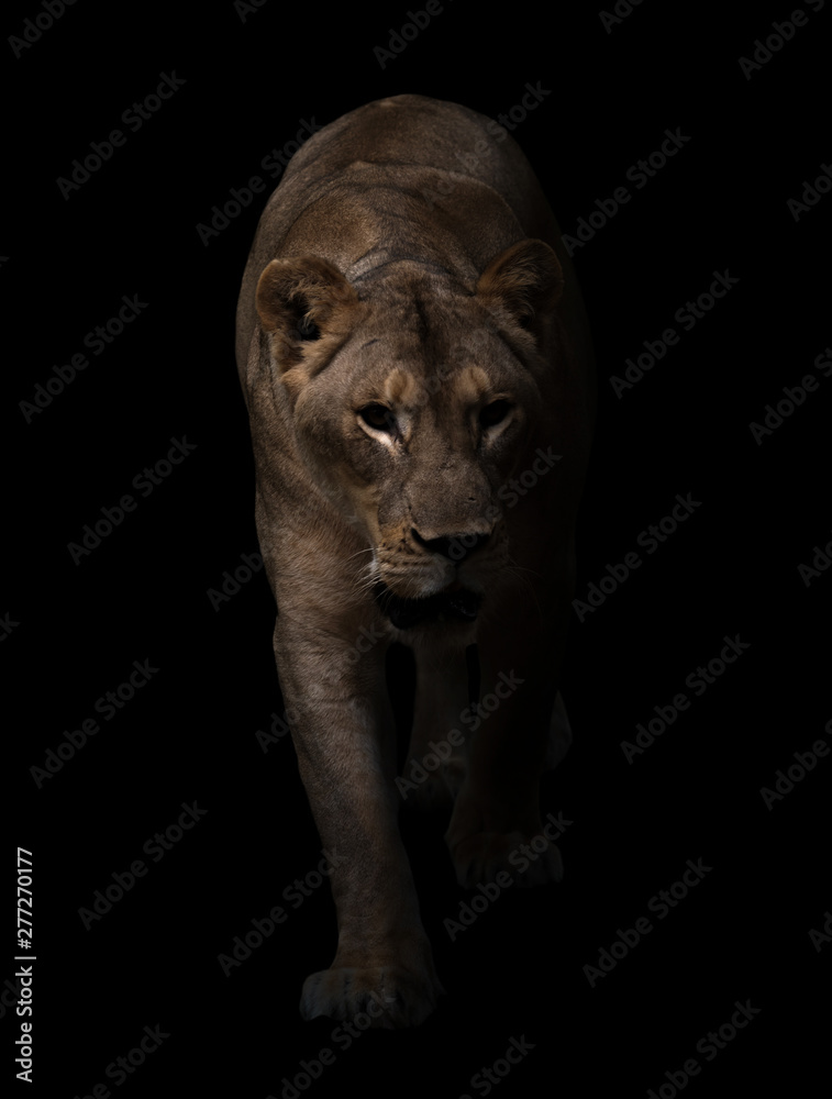 female lion walking in dark background - obrazy, fototapety, plakaty 