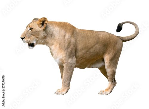 female lion walking isolated on white background