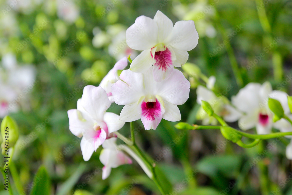 beautiful orchid flower in garden beautiful orchid flower in garden