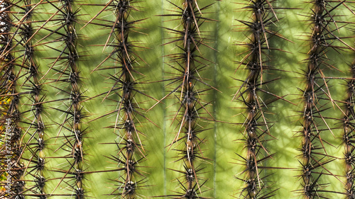 close up shot of a saguaro cactus in arizona