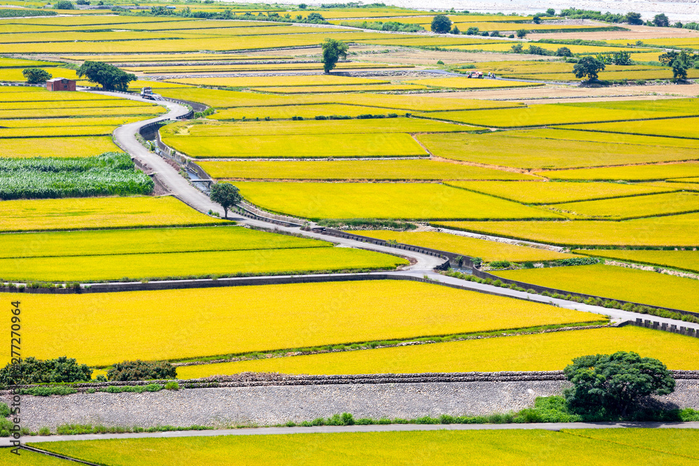 Rice field of Lotus valley in Waipu, Taichung, Taiwan