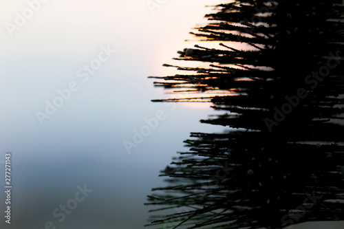 Fototapeta Naklejka Na Ścianę i Meble -  Christmas tree in the sunset