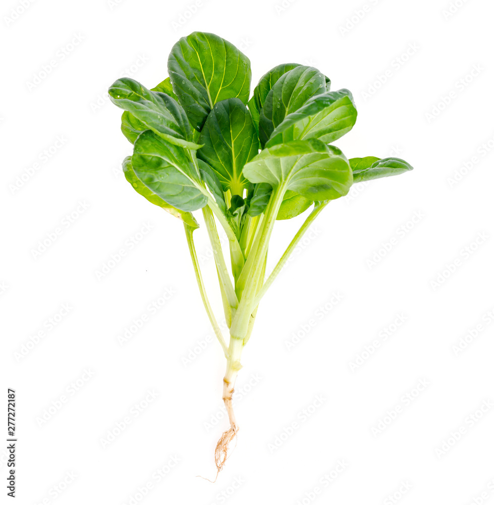 Young green sprout, cabbage with root, isolated on white background. Young green sprout, cabbage with root, isolated on white background.