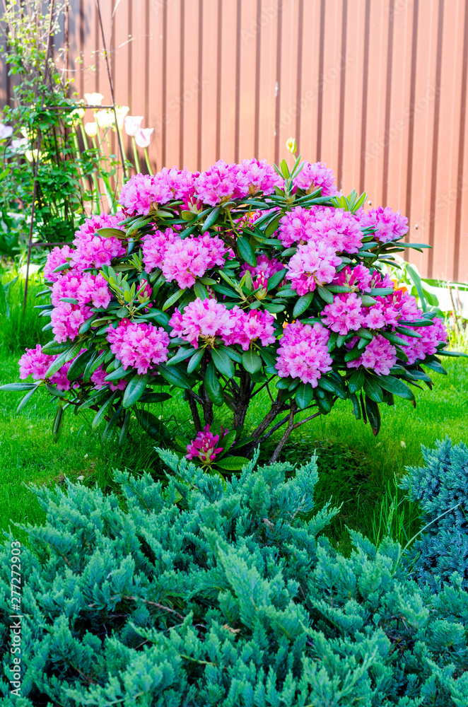 Rose blooming rhododendron bush in garden. Photo Rose blooming rhododendron bush in garden. Photo