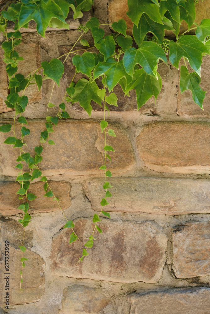 Hedera helix, common ivy, English ivy, European ivy evergreen foliage on old brick house wall, vertical stock photo image botanical and architecture background with empty copy space for text Hedera helix, common ivy, English ivy, European ivy evergreen foliage on old brick house wall, vertical stock photo image botanical and architecture background with empty copy space for text