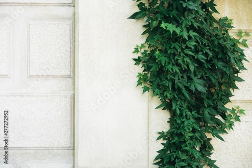 Hedera helix, common ivy, English ivy, European ivy evergreen foliage on white stone house wall, horizontal stock photo image botanical and architecture background