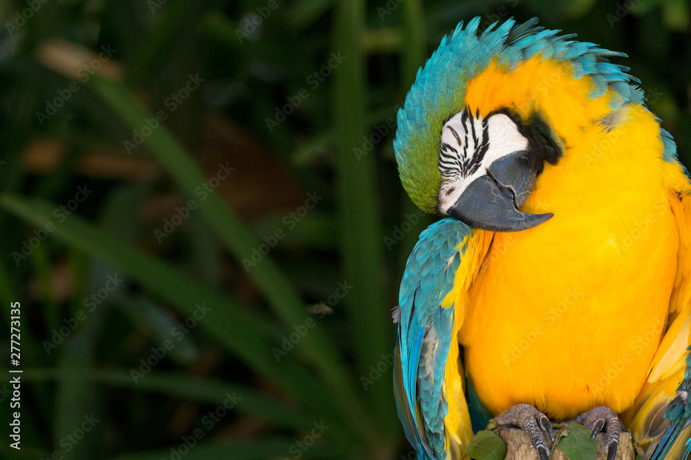 Fototapeta premium blue and yellow macaw