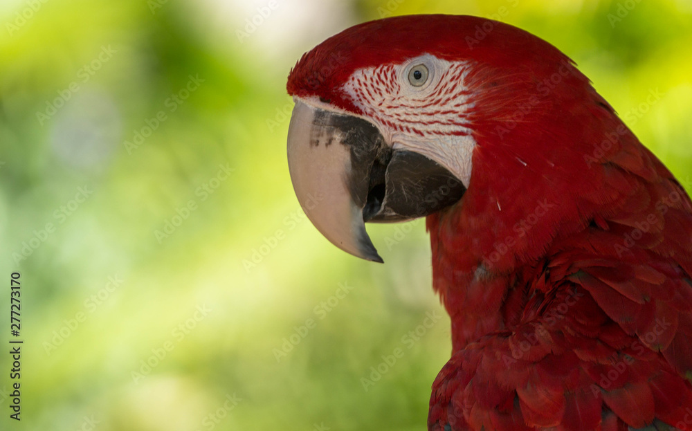 Red Macaw Portrait