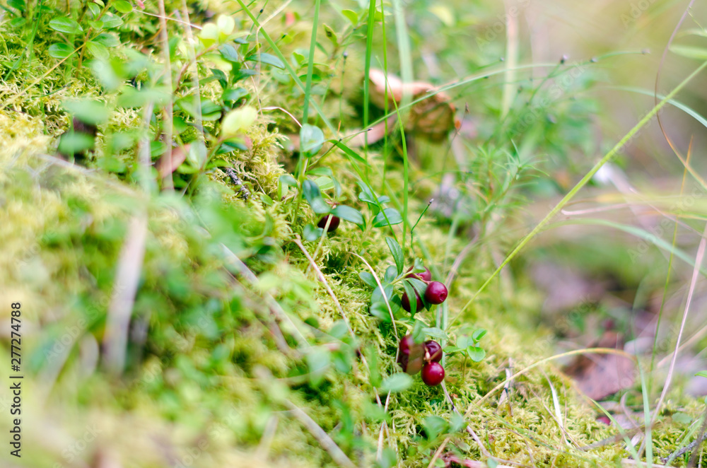 Small berries of ripe maroon wild cranberries hang among the moss and green grass in the Northern taiga. Small berries of ripe maroon wild cranberries hang among the moss and green grass in the Northern taiga.