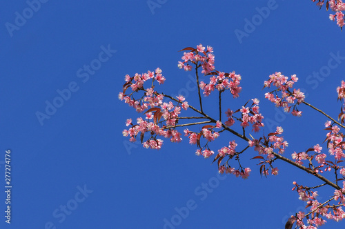 pink cherry blossom with clear blue sky in sunny day