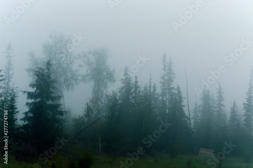 Misty white haze hides the overhanging trees of the Northern forest near the remains of the cabin. © Дмитрий Седаков