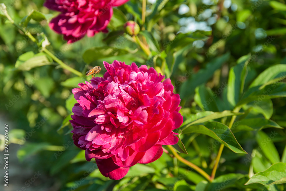 The bright peony and the bee