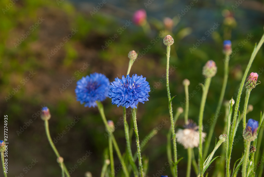 Two cornflowers on a dark background Two cornflowers on a dark background