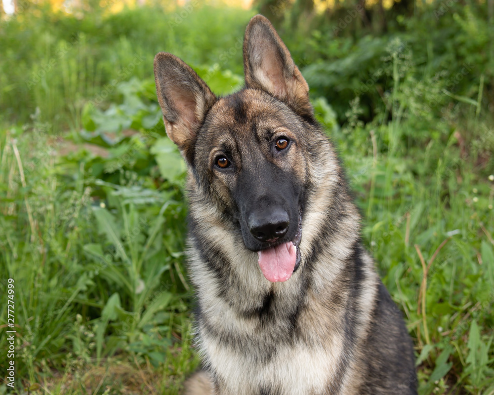 Sable German shepherd dog outdoors in the day in summer 
