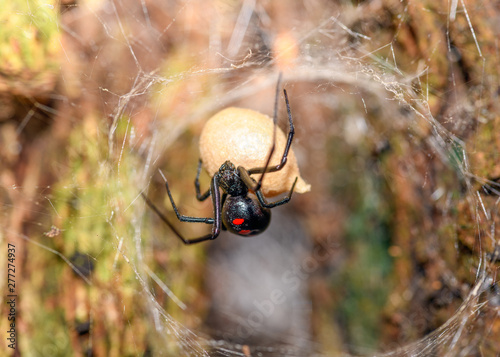 Southern Black Widow (Latrodectus mactans) or shoe-button spider