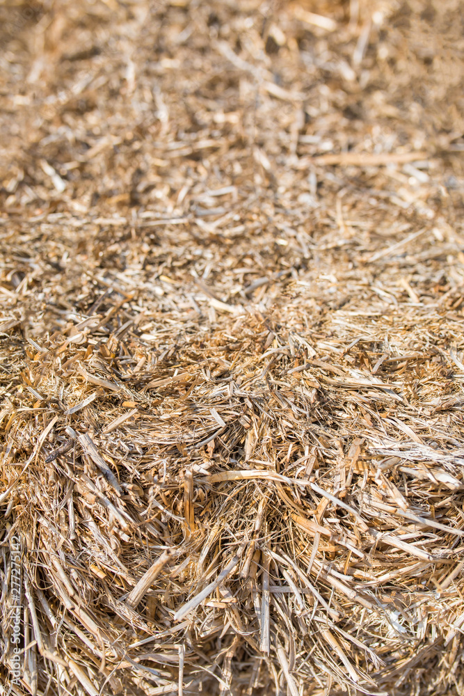 Hay or dry straw texture surface background. Dry straw or reeds texture. Straw or hay bale texture background as an agriculture farm and farming symbol of harvest time. Hay or dry straw texture surface background. Dry straw or reeds texture. Straw or hay bale texture background as an agriculture farm and farming symbol of harvest time.