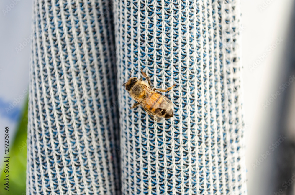 Obraz premium Bee On Fabric