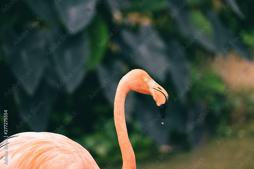 Fototapeta premium Beautiful bird flamingo orange on nature green tropical plant background - Caribbean flamingo