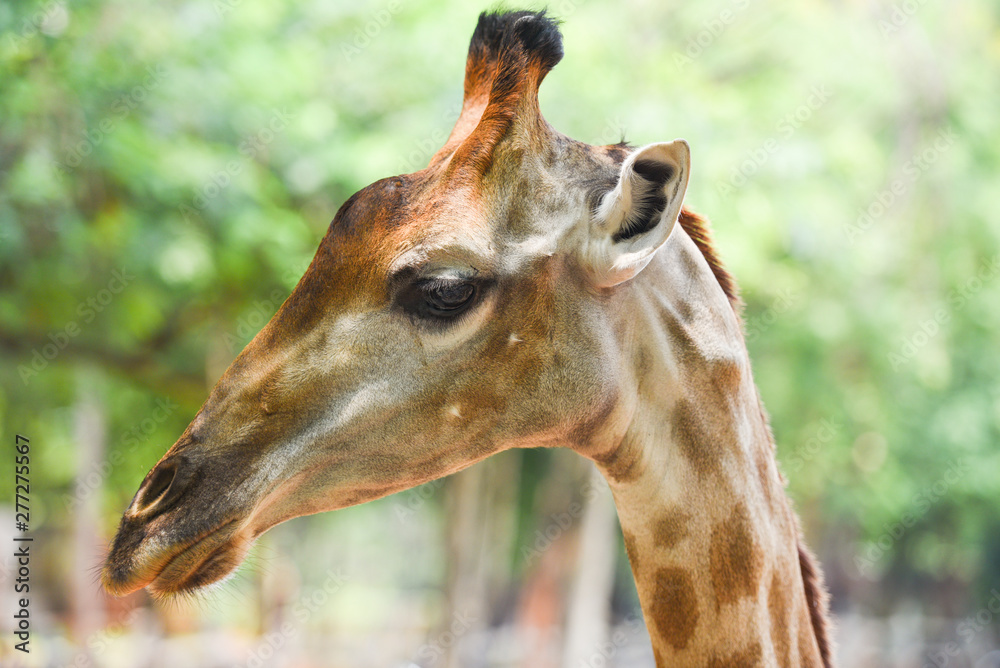 Obraz premium giraffe in front and funny on nature green tree background in the national park