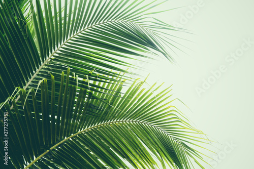 Fresh green palm leaf on coconut tree tropical plant leaves