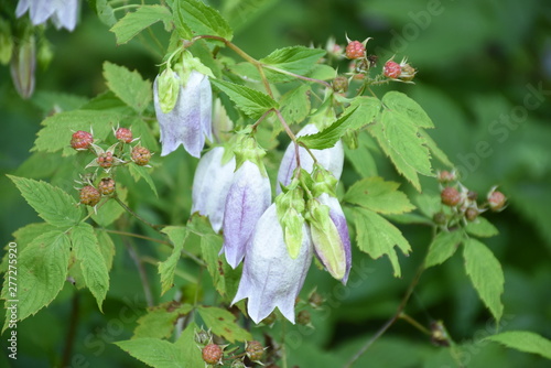 Campandula and Rasberries
