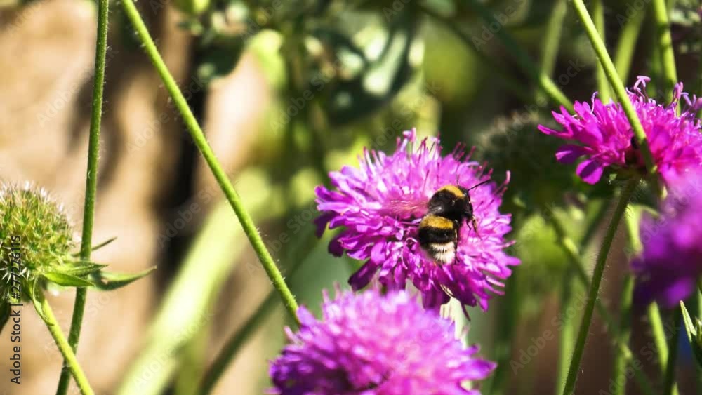 Scenic nature transition insect bee on a wild flower background Scenic nature transition insect bee on a wild flower background